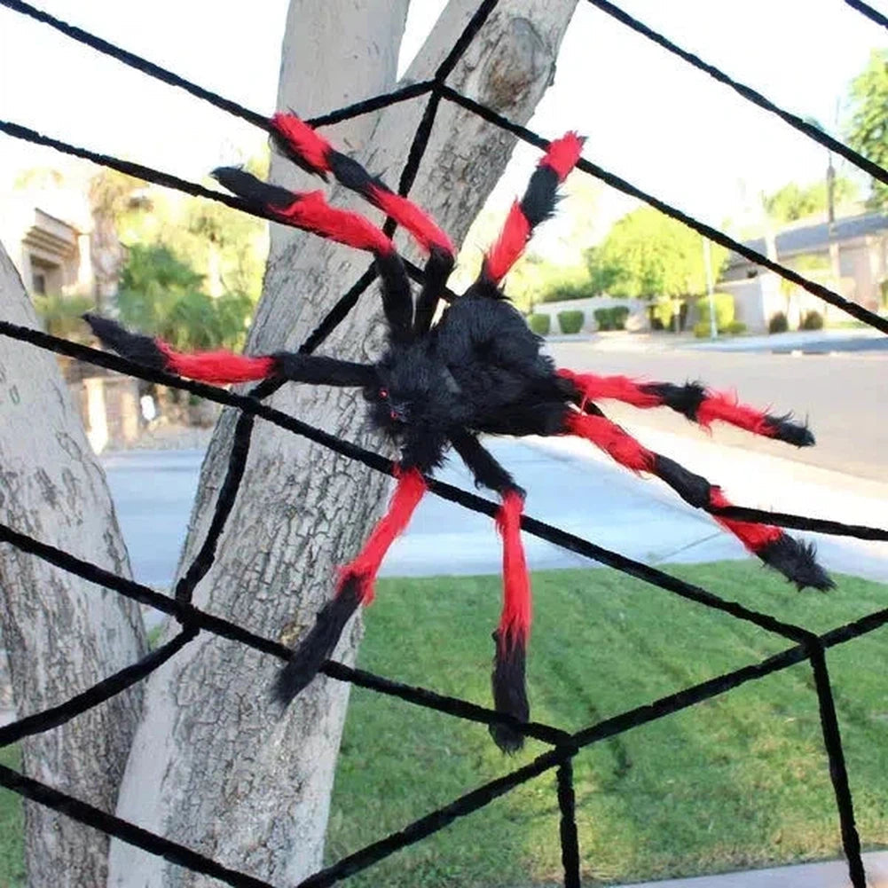 North Royal Giant Spider